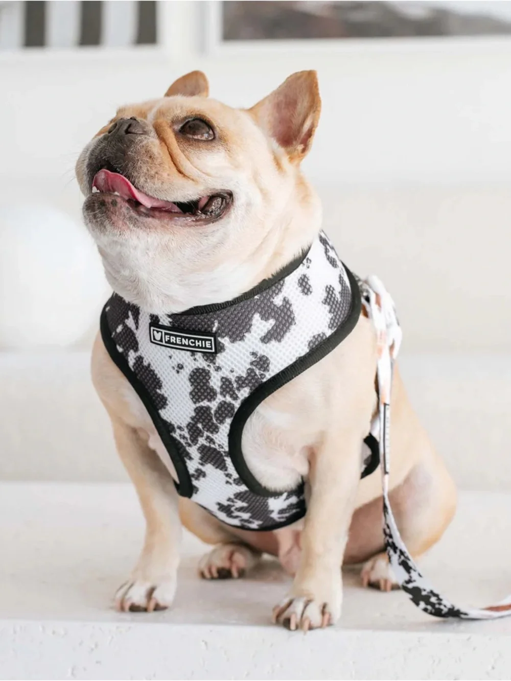 Frenchie Harness cow print